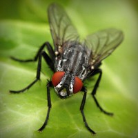 /album/pensionepercanioasi/photolia-a01-jpg/