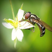 /album/pensionepercanioasi/photolia-a02-jpg/