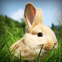 /album/pensionepercanioasi/photolia-a03-jpg/