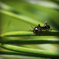 /album/pensionepercanioasi/photolia-a05-jpg/