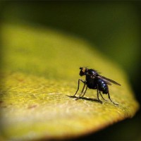 /album/pensionepercanioasi/photolia-a07-jpg/