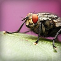 /album/pensionepercanioasi/photolia-a08-jpg/